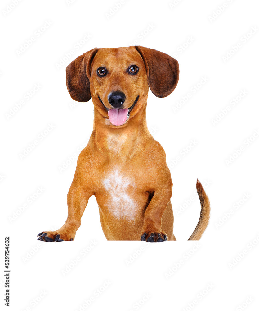 happy dachshund dog   standing on blank board