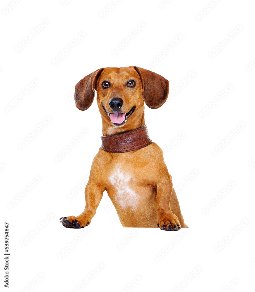 happy dachshund dog with blank board