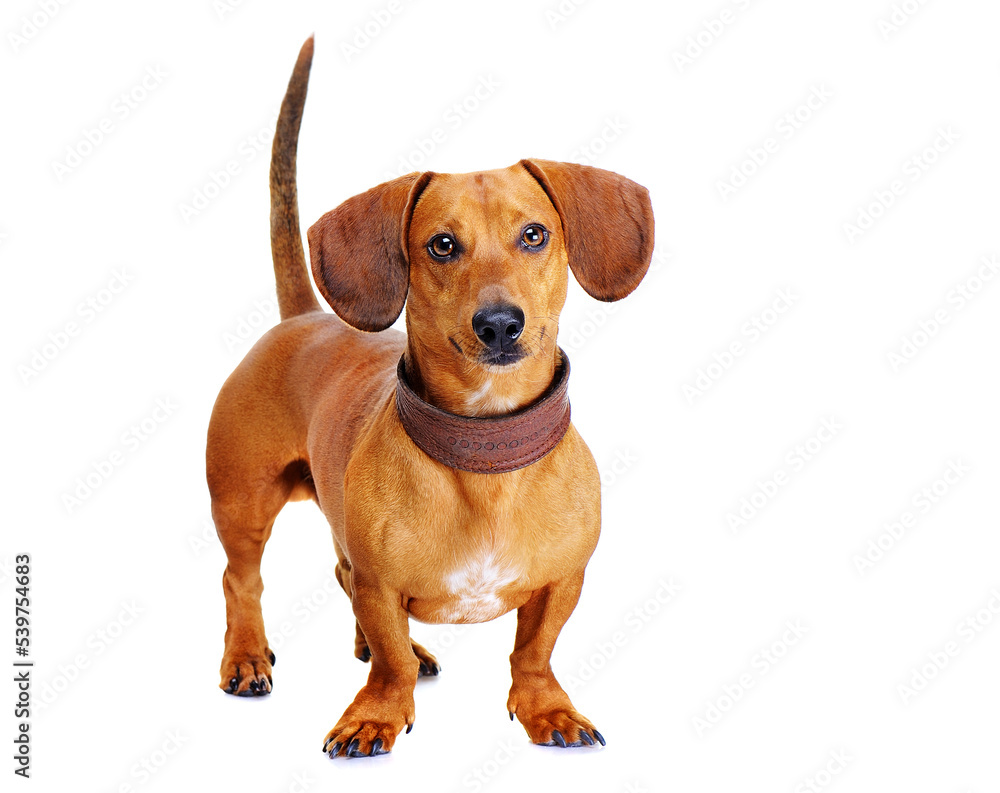 portait of a dachshund dog