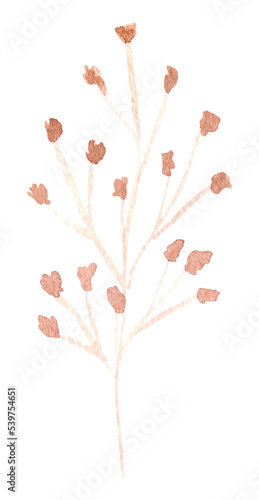 watercolor dried flowers isolated on white background. Hand drawn wildflowers illustration. Flower clipart. Autumn design to fashion fabric, textile, cover, wrapping paper product, blog, cloth