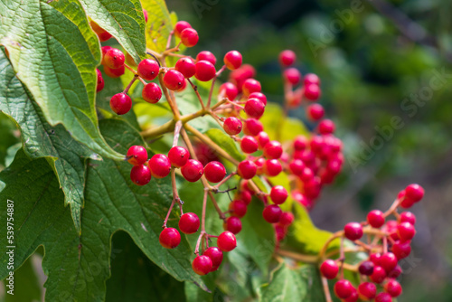 Red berries of an early spring bush