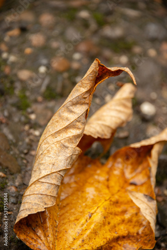 Herbstblatt photo