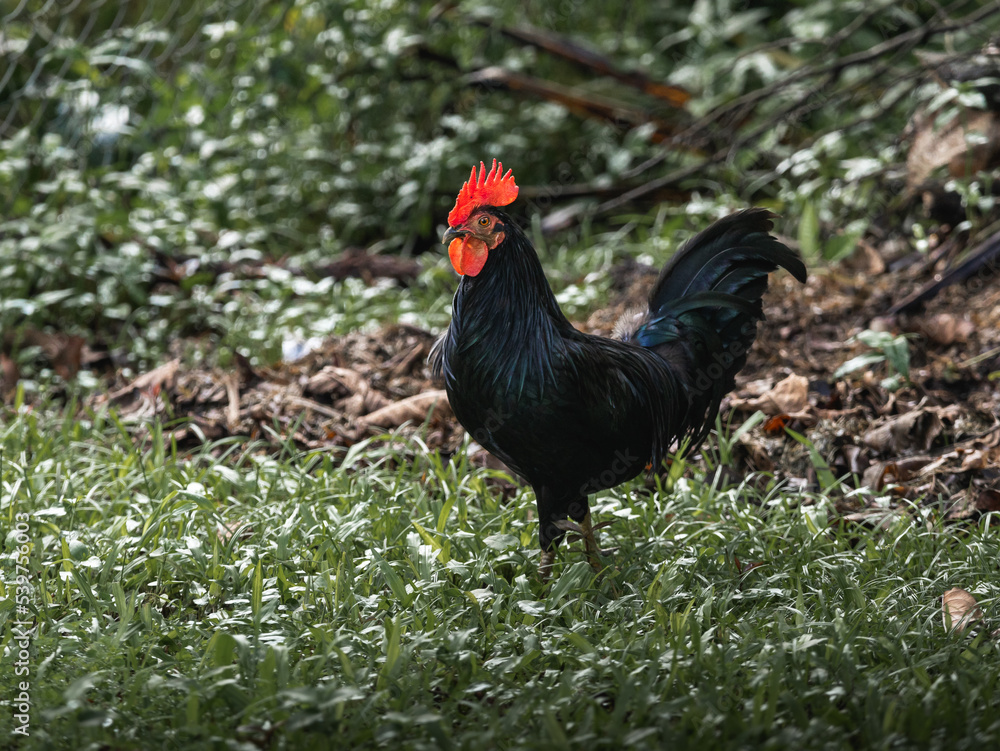 Black Tomaru rooster portrait in a forest from the Caribbean island puerto rico