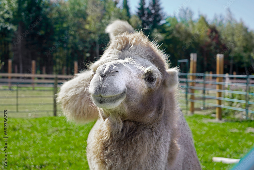 Obraz premium A picture of a camel in captivity in a zoo