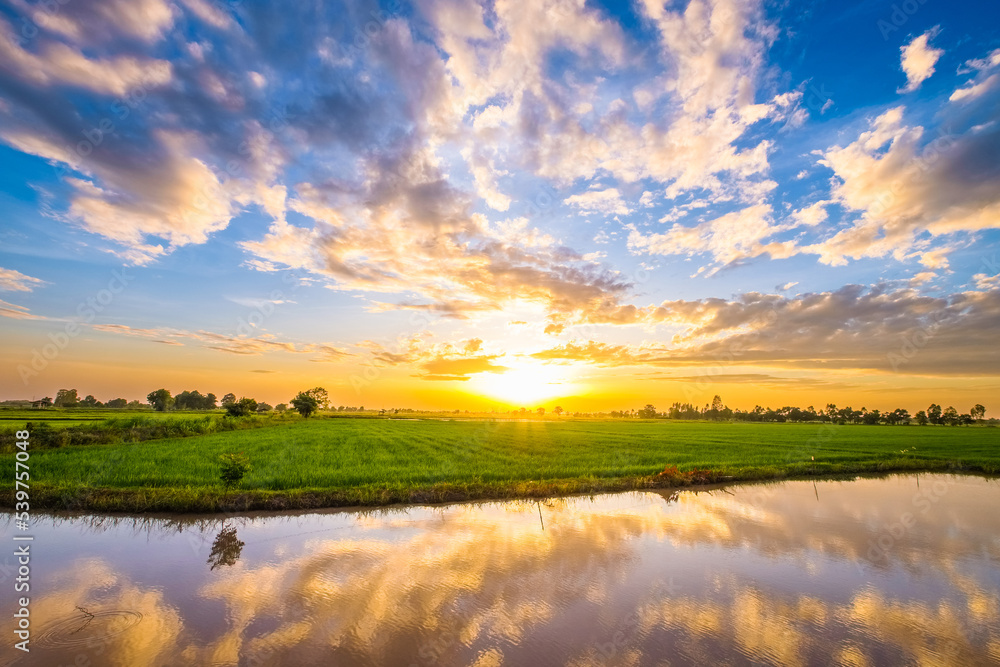 Fototapeta premium Sunset at the rice field and reflection from the water of the small canal in the farmland, countryside of Thailand