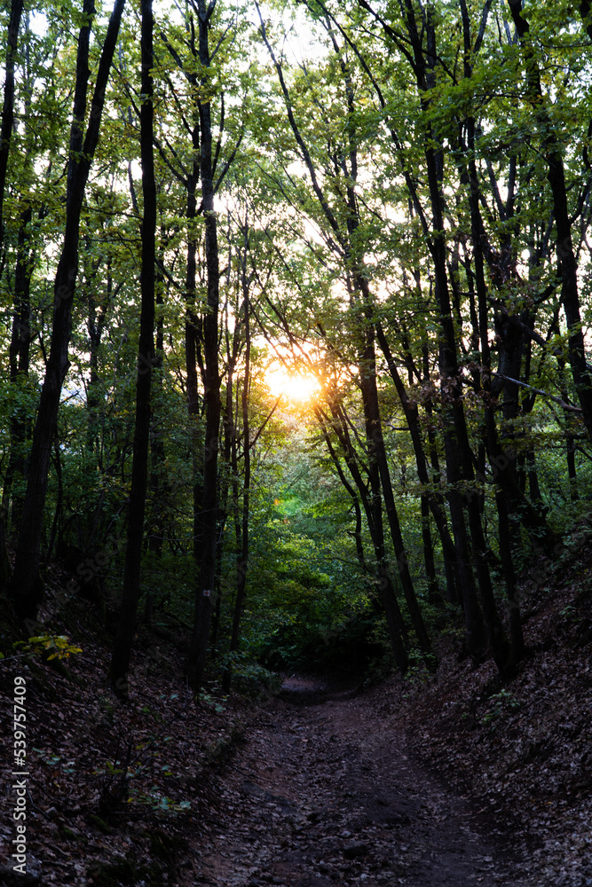 Obraz premium Sunrise in the forest