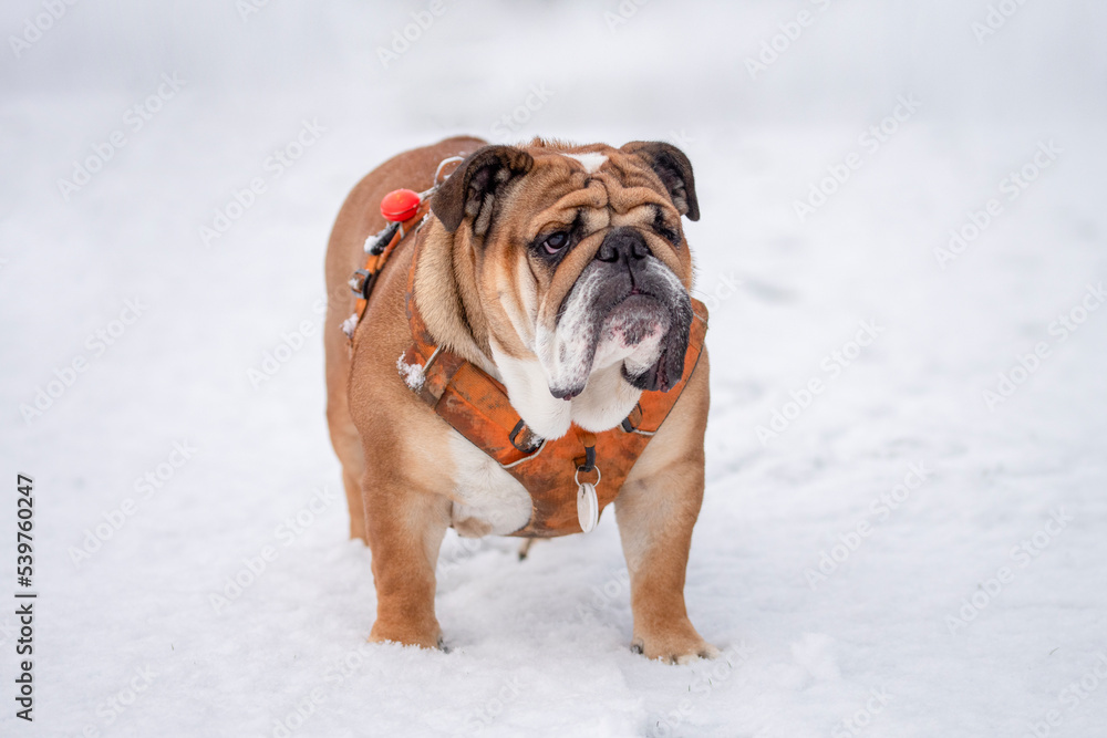 Red English British Bulldog in orange harness out for a walk standing on snow winter day