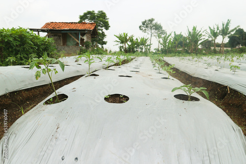 Tomato garden, a line of young tomato plants growing with planting media covered with polybag