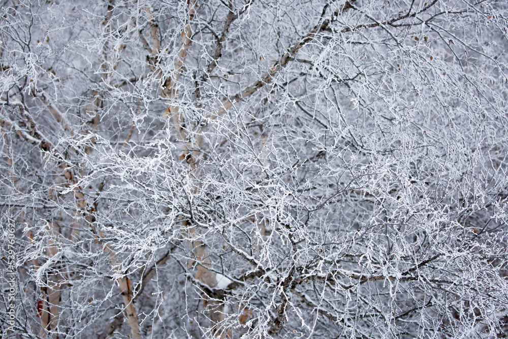 Snow covered trees on a foggy day. Beautiful winter nature background. Snow covered trees on a foggy day. Beautiful winter nature background.