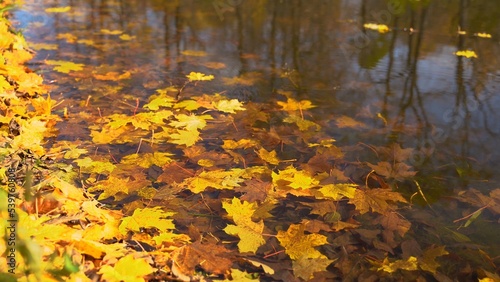 Leaves falling in water that is reflecting trees. Fall weather on the lake