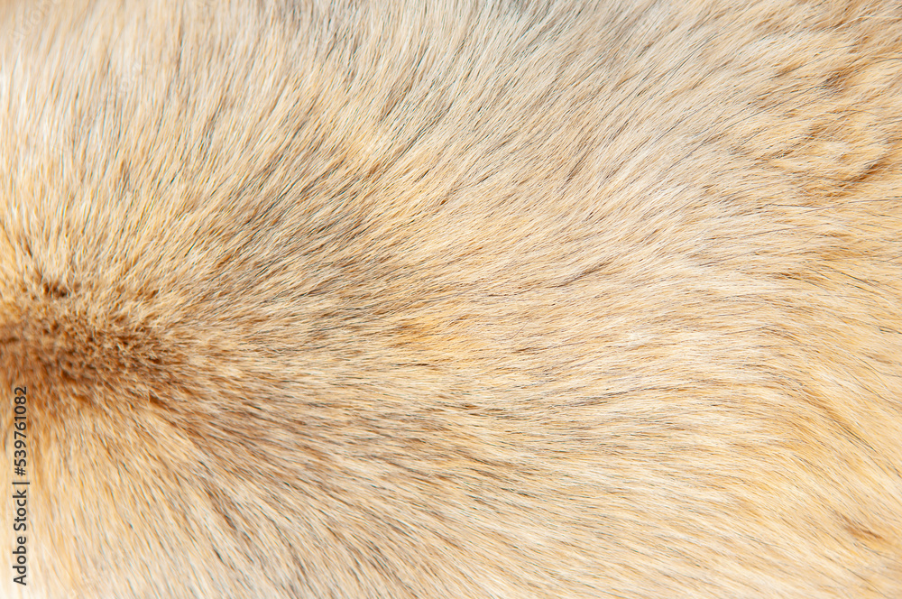 Beautiful spotted fur close-up. Texture of brown animal wool. Dog fur. Beautiful spotted fur close-up. Texture of brown animal wool. Dog fur.