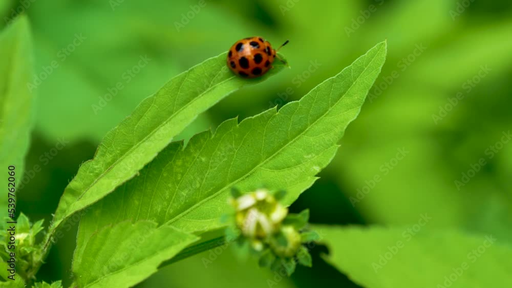 Ladybug or ladybird beetle on a green leaf, Animal life, Nature life. Ladybug or ladybird beetle on a green leaf, Animal life, Nature life.
