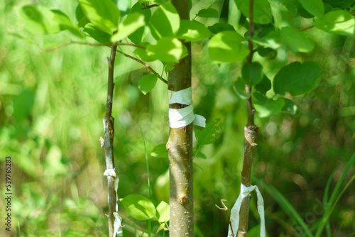 Gardening. Graft an apple tree. Green sprouts of a grafted apple. Successful grafting fruit tree