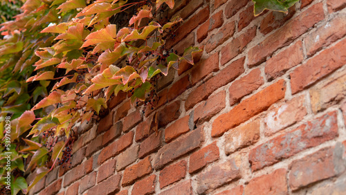 Closeup of brick wall with ivy on the sides