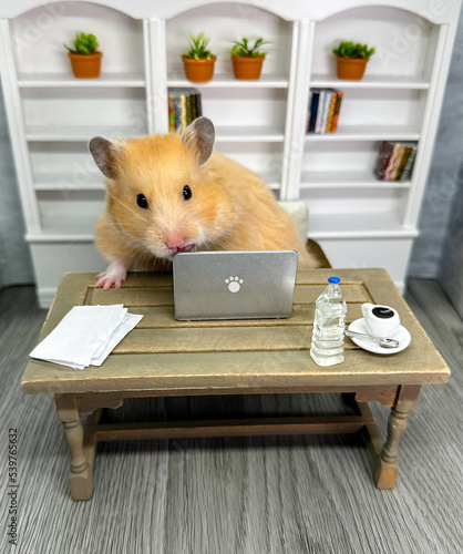 Cute Syrian hamster working on a laptop at a desk