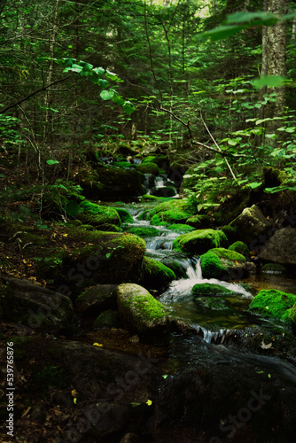 stream in the forest