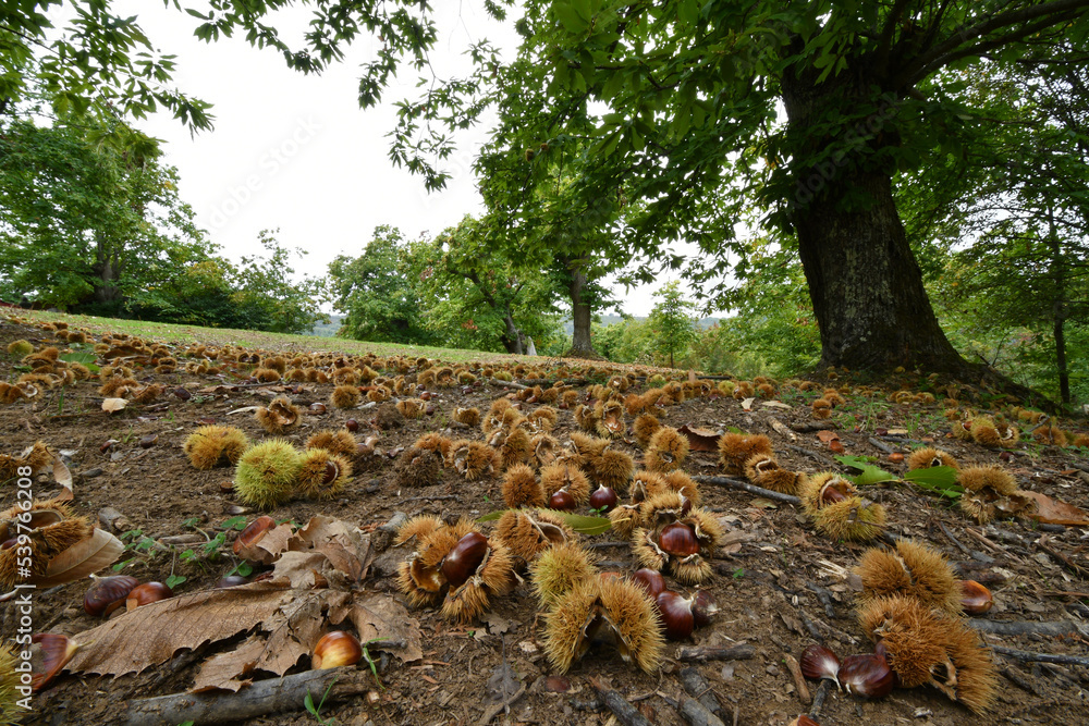 Obraz premium Autumn, centuries-old chestnut forest in the Tuscan mountains. Time for the chestnut harvest. Chestnuts and hedgehogs on the ground. Shot from below. Typical fresh autumn fruits.