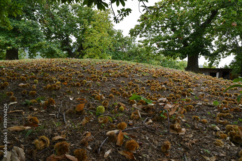 Obraz premium October, Chestnuts and hedgehogs fall to the ground. Chestnut harvest time. Beautiful chestnut forest on the Apennine mountains in Tuscany, Italy.