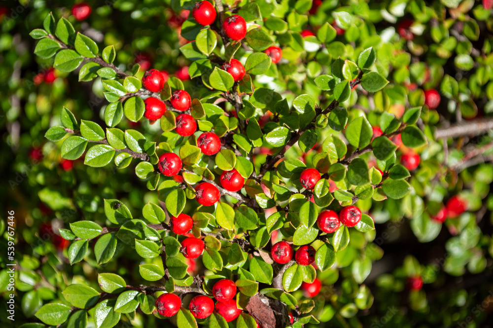 Red Berries on a Bush