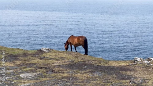 Wild horse on the hill with sea view