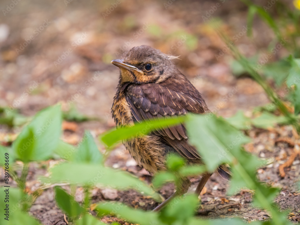 Obraz premium A fieldfare chick, Turdus pilaris, has left the nest and sitting on the spring lawn. A fieldfare chick sits on the ground and waits for food from its parents.
