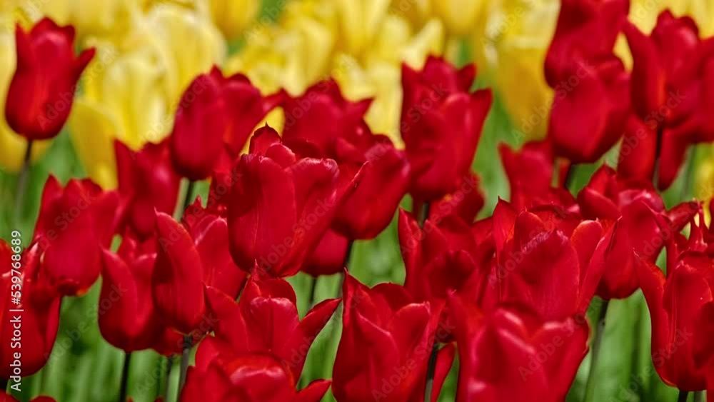 Blooming tulips flowerbed close up. Lisse, the Netherlands. Horizontal camera tracking Blooming tulips flowerbed close up. Lisse, the Netherlands. Horizontal camera tracking