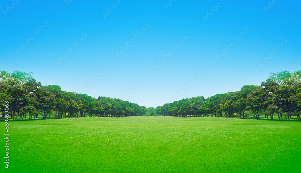 green field and sky perspective tree background green field and sky perspective tree background