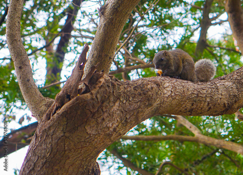 squirrel feeding on tree