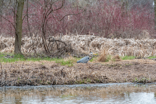Great Blue Heron Fishing On The River