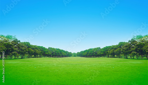 green field and sky perspective tree background
