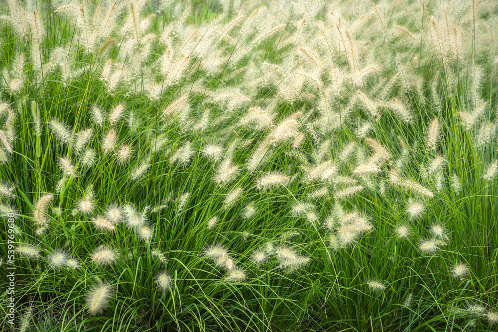 A large field of dog's tail A large field of dog's tail