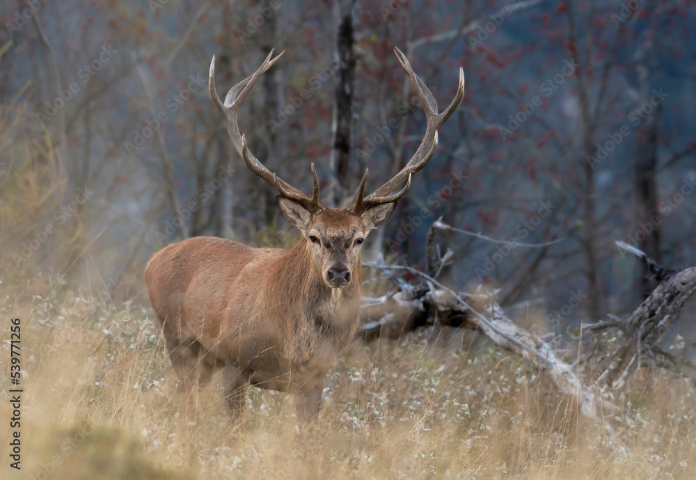 Male deer (Cervus elaphus) with large antlers moves towards me in the last light of the blue hour during the mating season in a typical alpine environment