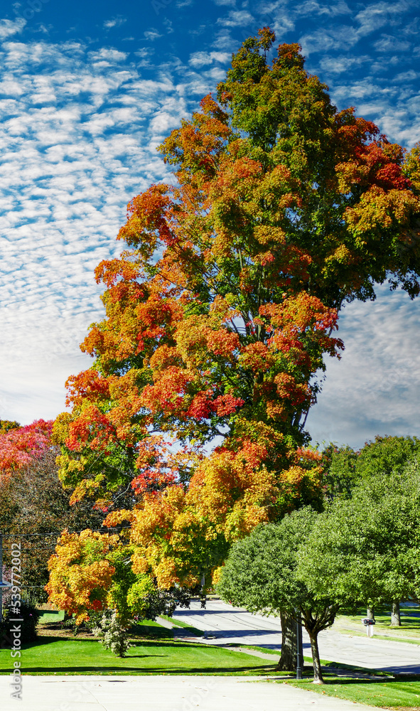 Naklejka premium autumn in the park
