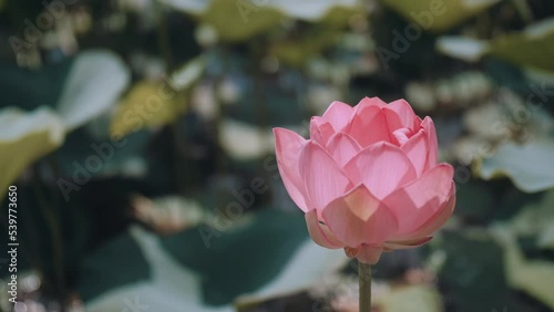 Sunrise in the field of lotuses, Pink lotus  sways in the wind. Against the background of their green leaves. Lotus field on the lake in natural environment. photo