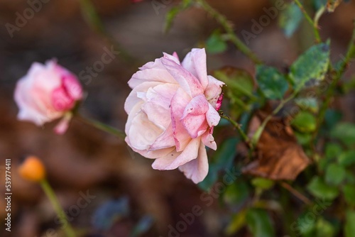 Last roses in October.The last autumn roses in the garden selective focus  boke.