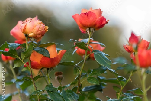 Last roses in October.The last autumn roses in the garden,selective focus, boke.