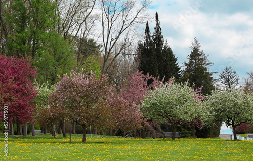 spring in the park, Wooster Ohio