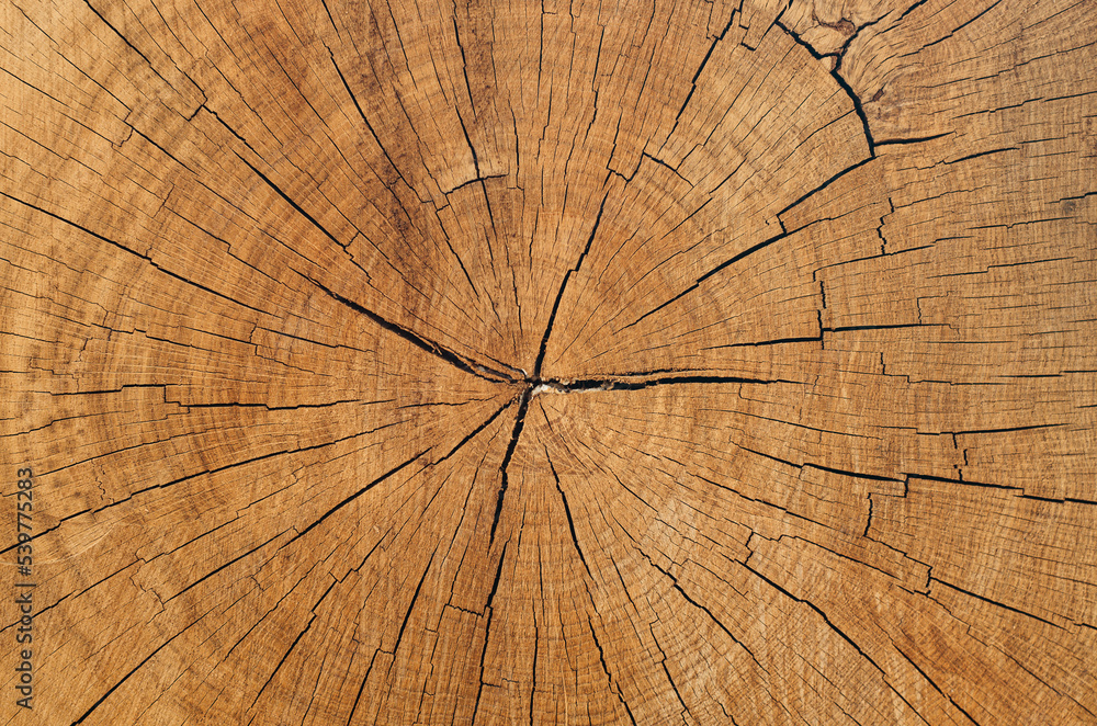 Fototapeta premium cross section of tree