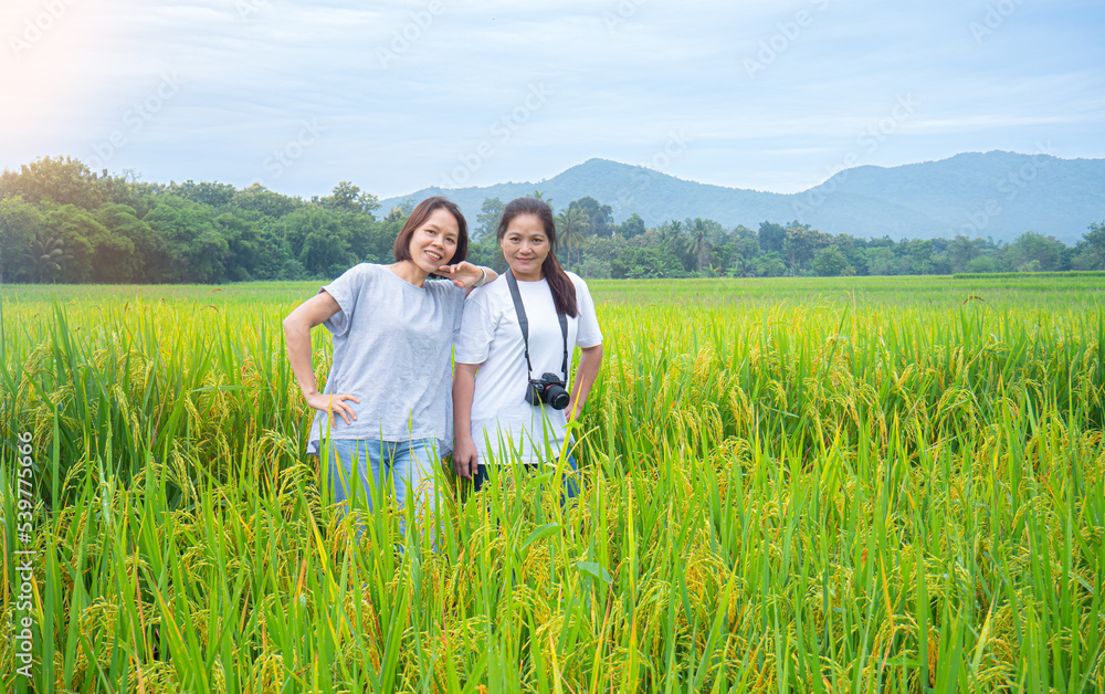 middle aged asian woman Characteristics of tourists in the fields or rice fields that are having golden-yellow rice grains intersect with green rice leaves. in the open field area middle aged asian woman Characteristics of tourists in the fields or rice fields that are having golden-yellow rice grains intersect with green rice leaves. in the open field area