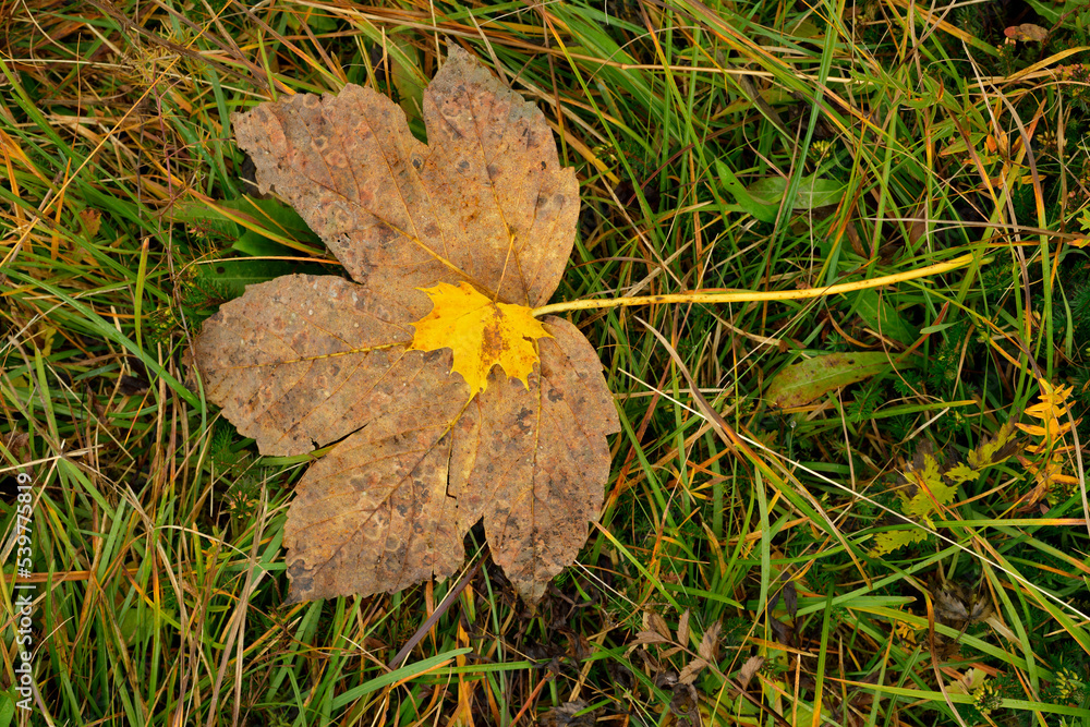Ein großes Herbstliches Ahornblatt liegt im Gras und auf dem Ahornblatt liegt ein kleineres gelbes Ahornblatt Ein großes Herbstliches Ahornblatt liegt im Gras und auf dem Ahornblatt liegt ein kleineres gelbes Ahornblatt