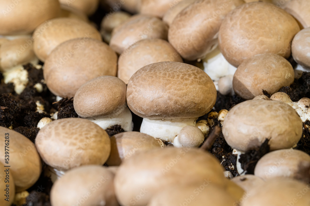 Brown crimini mushrooms growing in bed