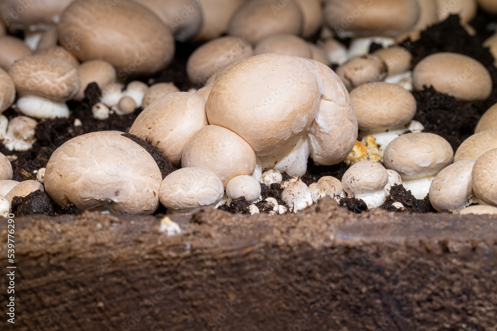 Crimini mushrooms in a growing bed