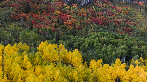 Colorful variety of autumn trees in Utah, drone aerial shot, maples, aspen, pines, oaks.
