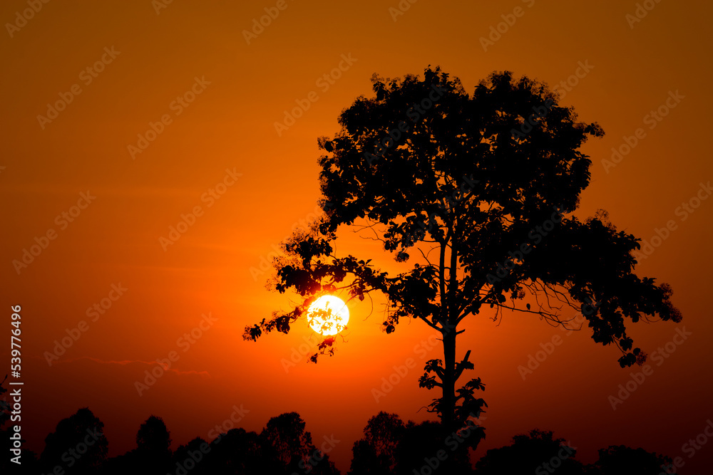 Tree Silhouette on sunset background.