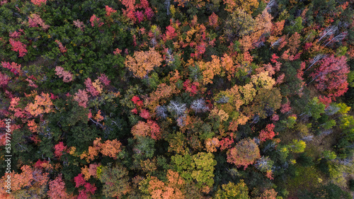 Colorful variety of autumn trees in Utah, drone aerial shot looking straight down, maples, aspen, pines, oaks.