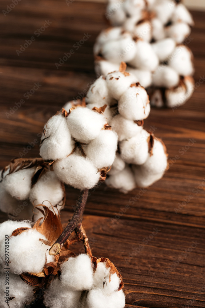 
a branch of natural cotton on a wooden table