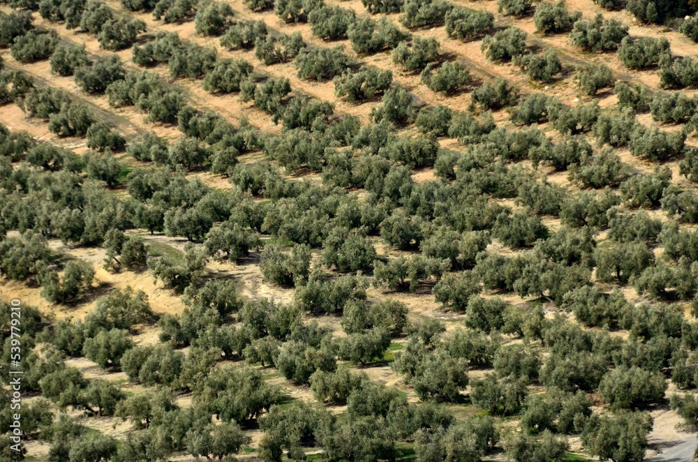 Olivos en el sur del valle de la comarca de Antequera, Málaga, Andalucía, España Olivos en el sur del valle de la comarca de Antequera, Málaga, Andalucía, España