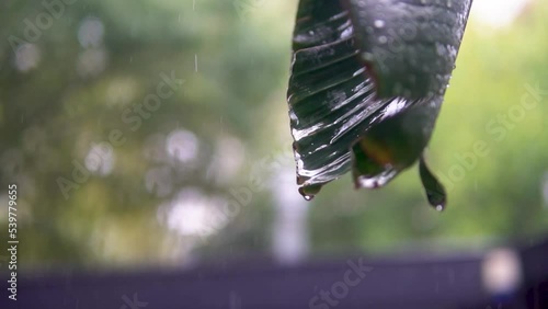 slow motion rain falls on the leaf photo