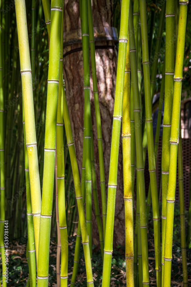 Obraz premium Bamboo forest background