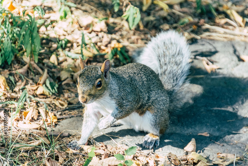 Fotos de una ardilla de Central Park.